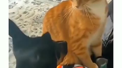Funny Dogs And Cats Video