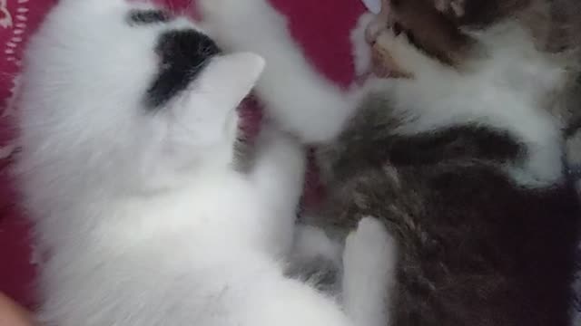 Cute baby cat playing