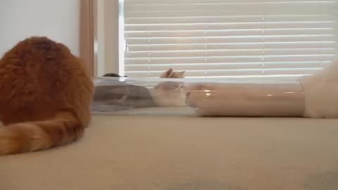 Cats vs Narrowing Tube