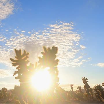 Sun Glare in between Cactuses in a Desert