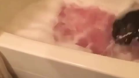 A dog that loves to bathe🛀🛀