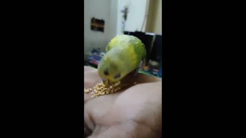 Beautiful bird eating from hand