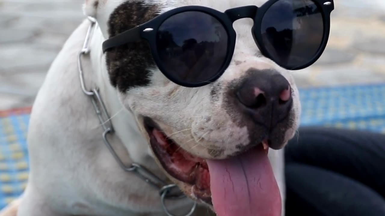 Dogs Doing Funny Things
