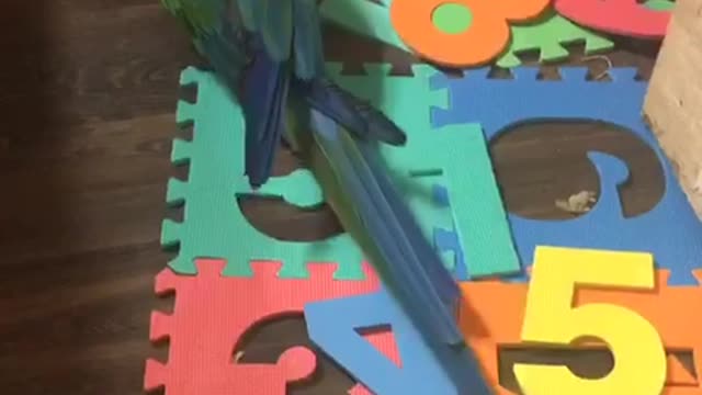 Sam gets new toys and plays hide and seek