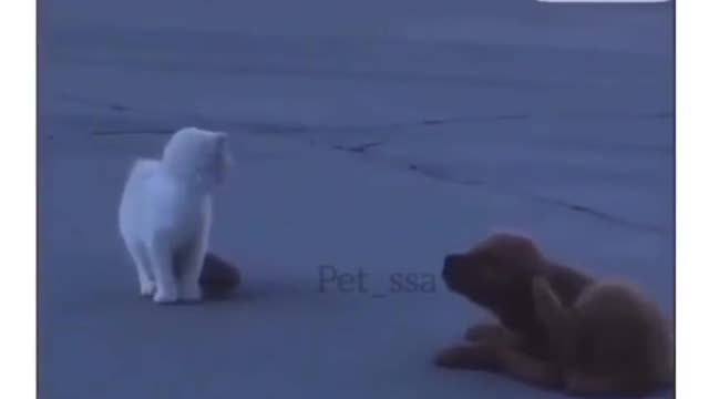 puppy artist chases the kitten