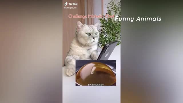 Super Cat Chef #3 | Cute and Funny Cat Videos Compilation