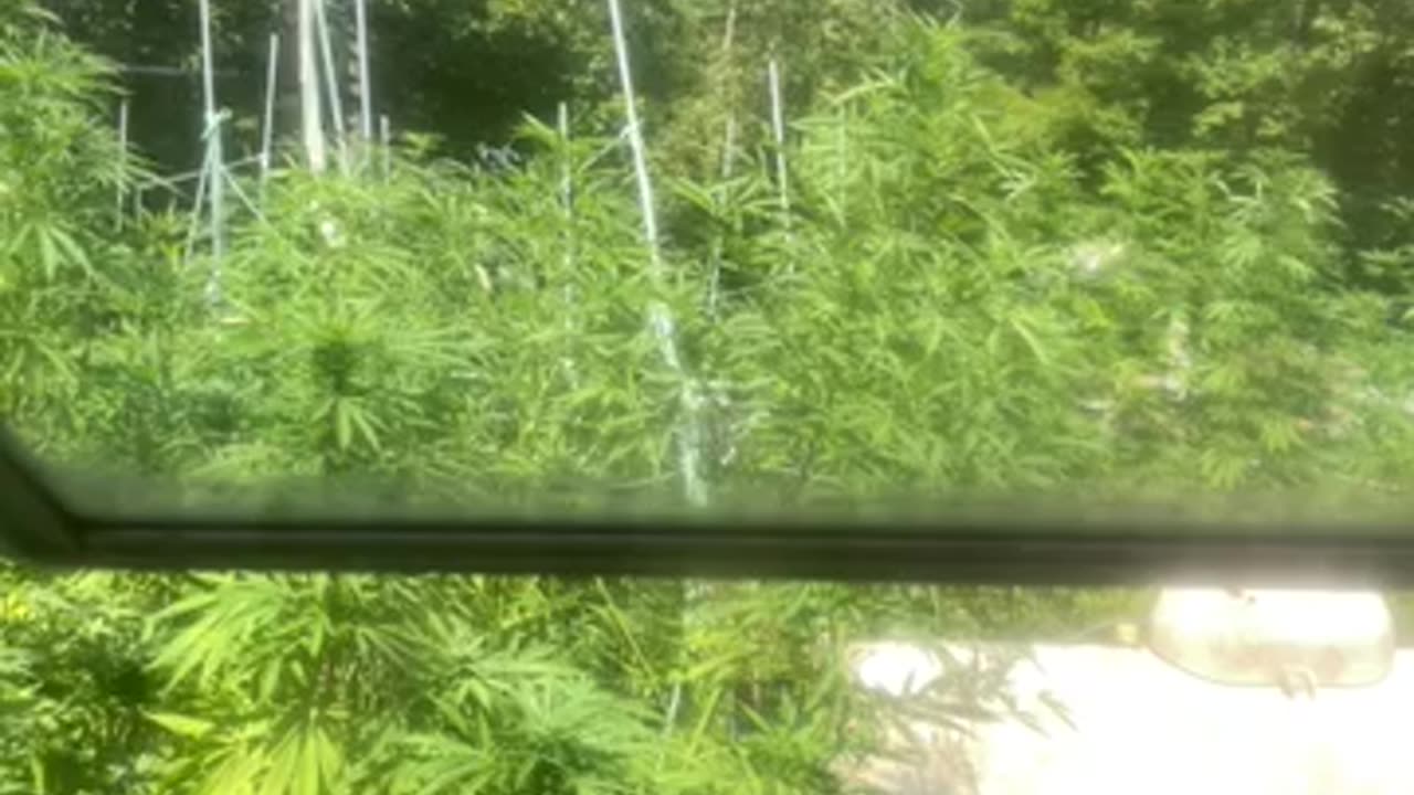 MSM media do’…weedend at Bernie’s…, with Kamala until November 05 elections p 03