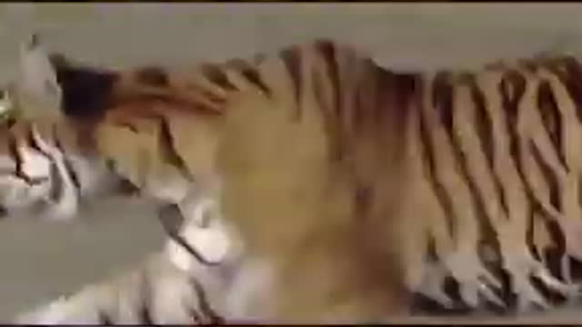 Tiger jumps on Wild Boars