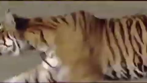 Tiger jumps on Wild Boars