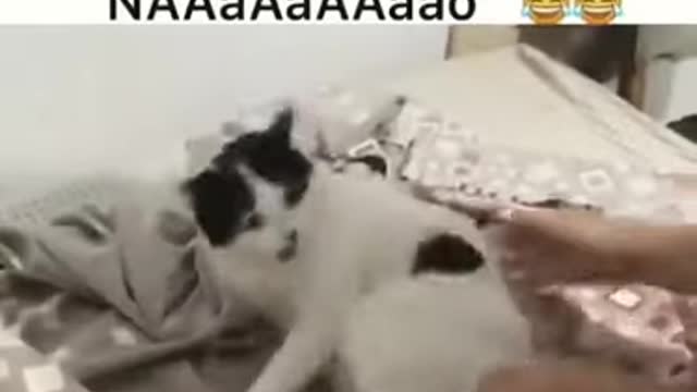 a mulher brincando com gato sai da cama