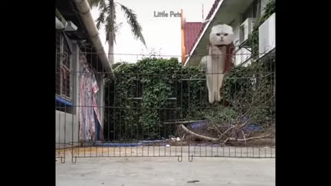 Extremely ADORABLE PETS interesting video aggregations amusing creatures!!