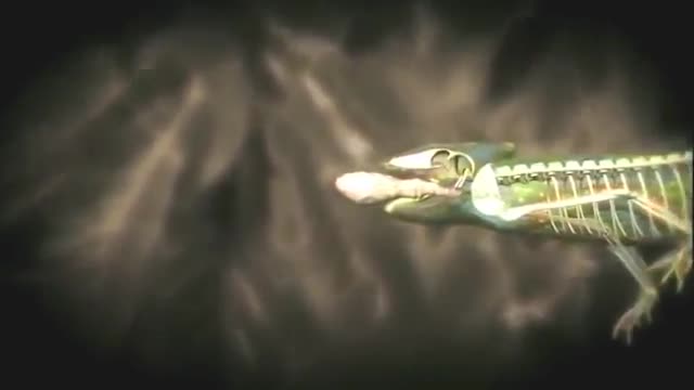 Wildlife Documentary - Animals with Superpowers