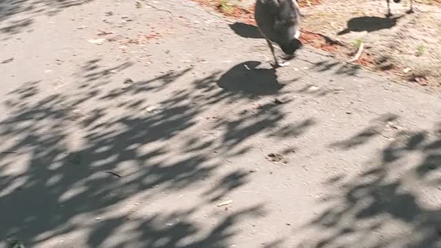 Chilling with Canadiangeeses
