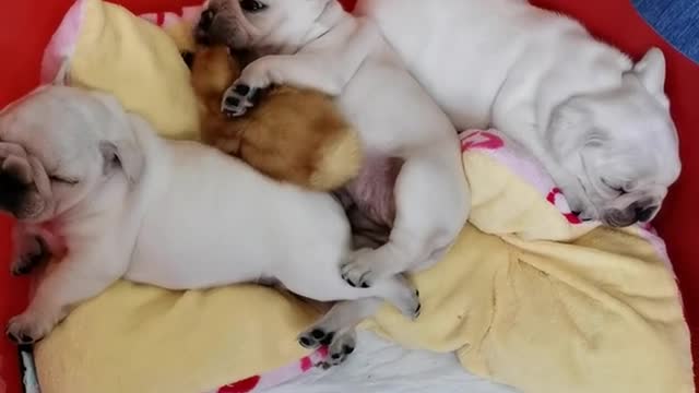 The dog tried to push the duckling away, but he still climbed up and succeeded