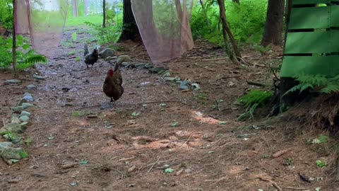 The Ladies Showing Up For Forest Work