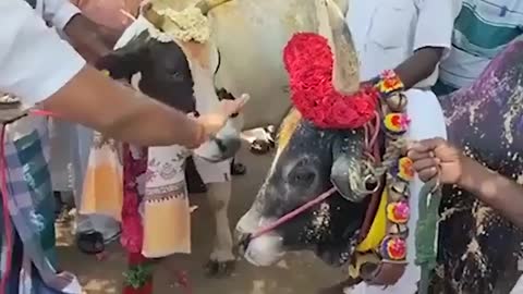 Cow follows girlfriend as she is been sold away... So emotional