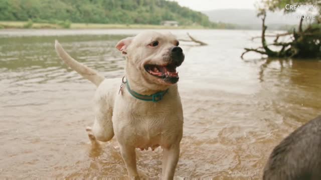 Angry Dog Trying To Bite Another, Video of a Family and Animals Together,Birds Flying on the Water.
