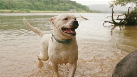 Angry Dog Trying To Bite Another, Video of a Family and Animals Together,Birds Flying on the Water.