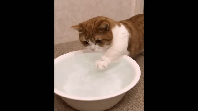 Gif video of cat playing with water bowl