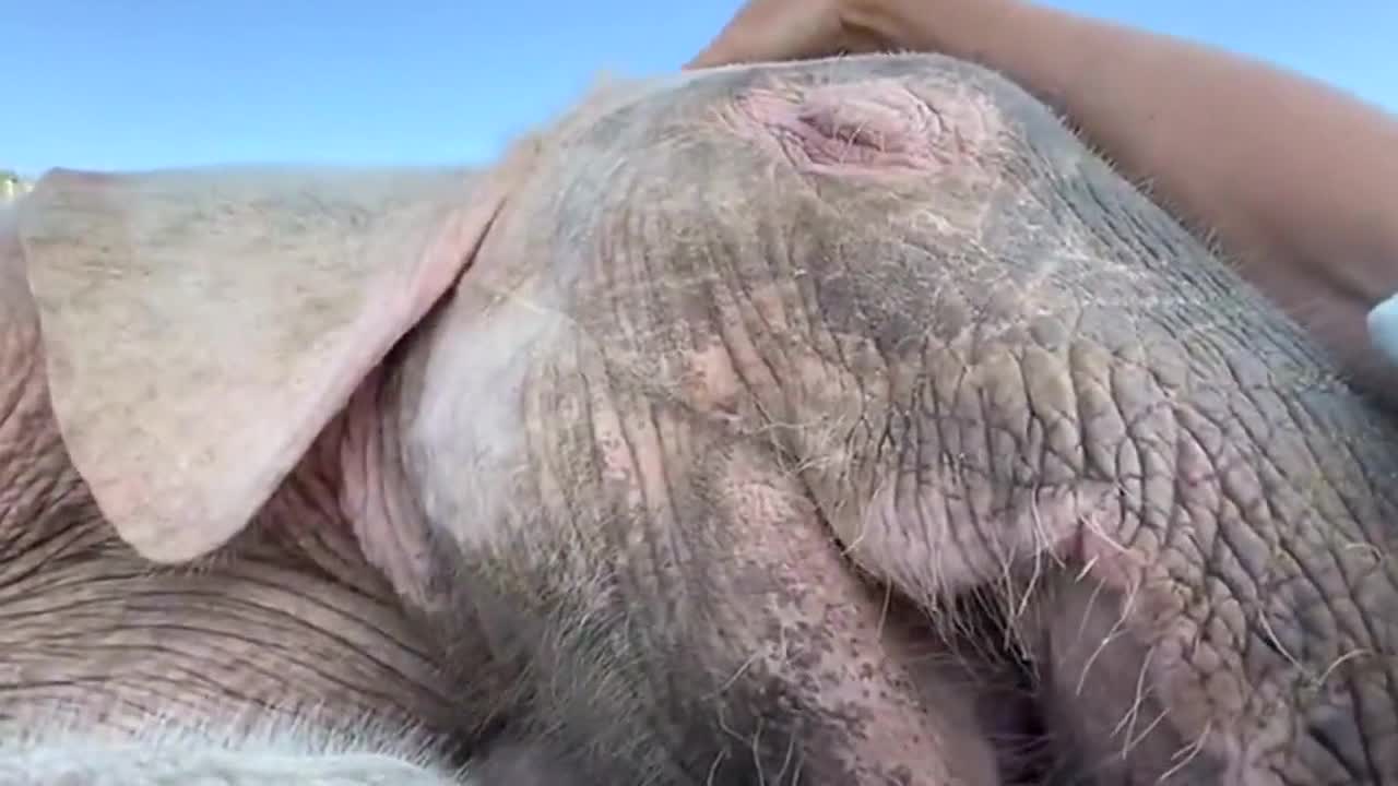 Albino elephant enjoys incredibly cute snuggle with her carer