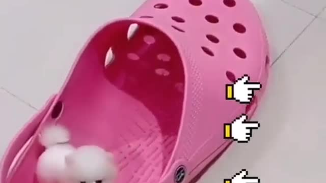 Cute animals doing funny cute dog playing