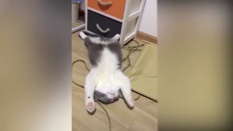 Cute Cats love to dance on Toaster