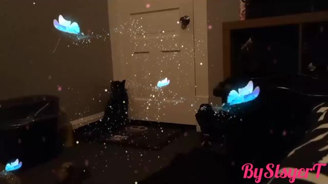 BUTTERFLY EFFECT TESLA