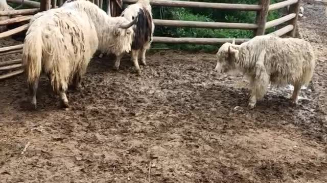 Tibetan sheep