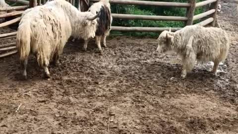 Tibetan sheep