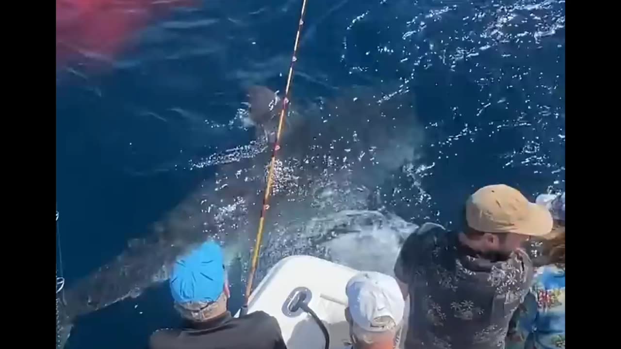 Great white shark encounter