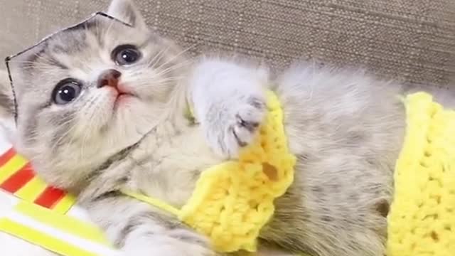 Cute Bikini cat