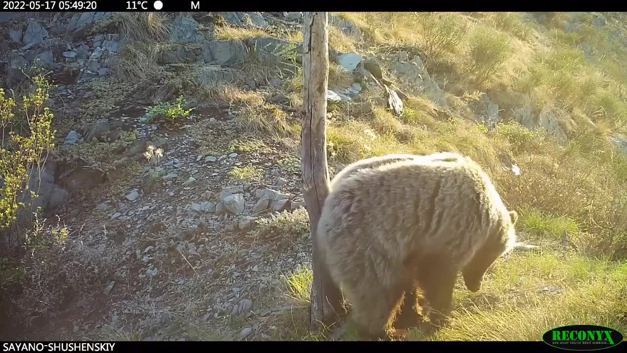 Hidden cameras captures bears 'dancing' as they shimmy against trees in Russia