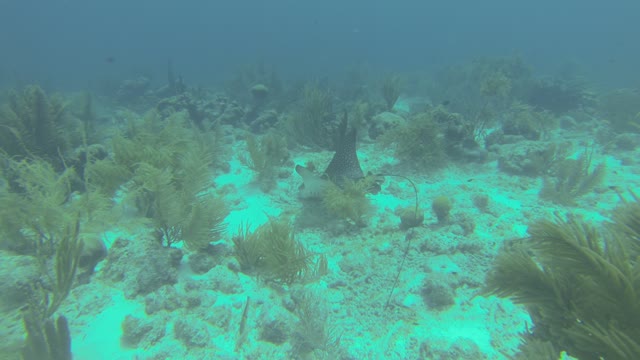 Spotted Eagle Ray Feeding