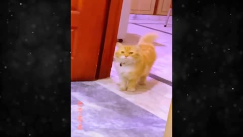 Funny dog cat 2024 part 7