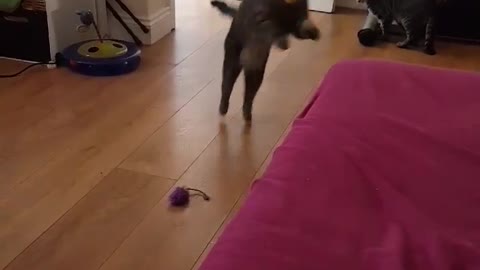 Cat fetches a ball