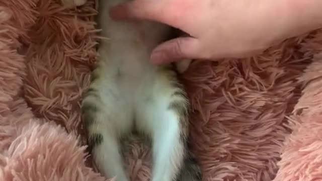 The cat is having a happy nap