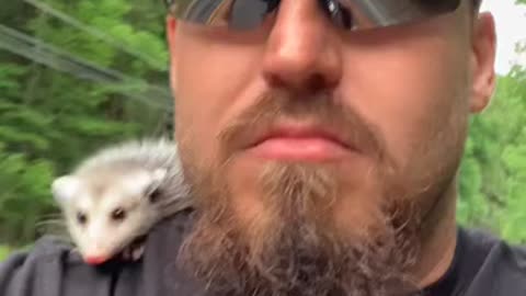 Opossum Rides Motorcycle