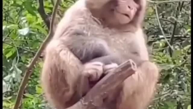 The Monkey is Laughing ...........