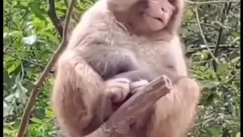 The Monkey is Laughing ...........