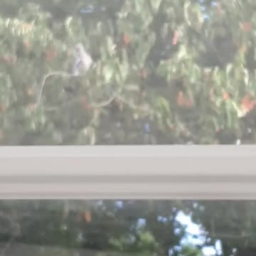 🐦🐜Pigeon and fly