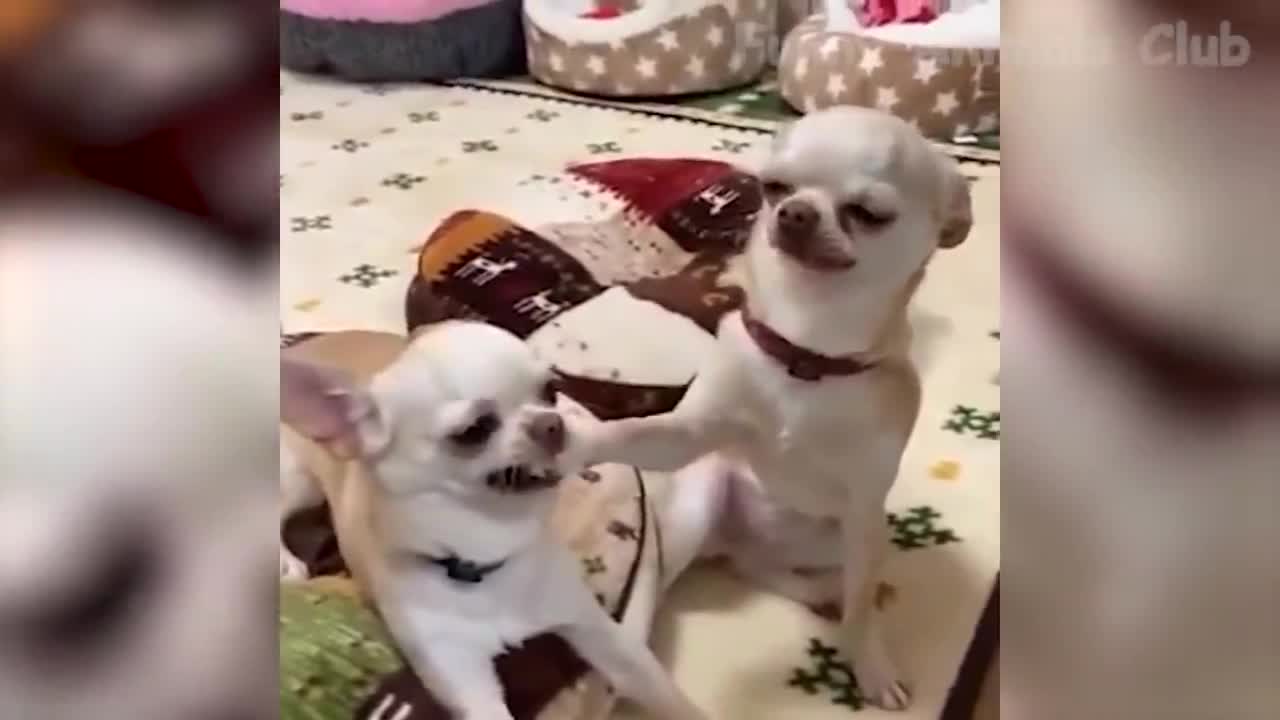 Funny Animals Videos Part 2