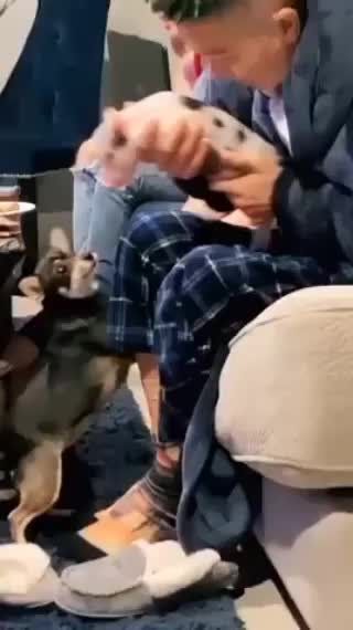 Piglet meets dog😂😂
