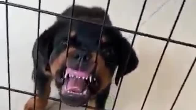 Cute rottweiler.