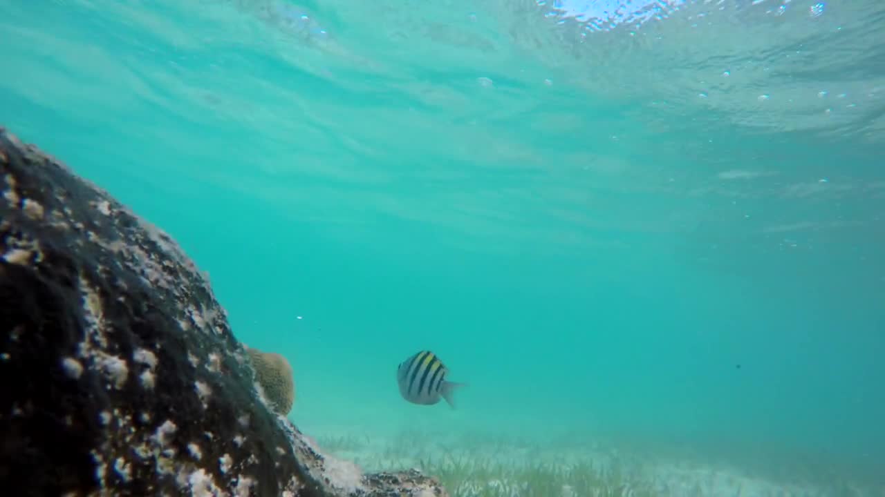 Underwater Shot Of Beautiful Tropical Fish Swimming Near Dying Reef