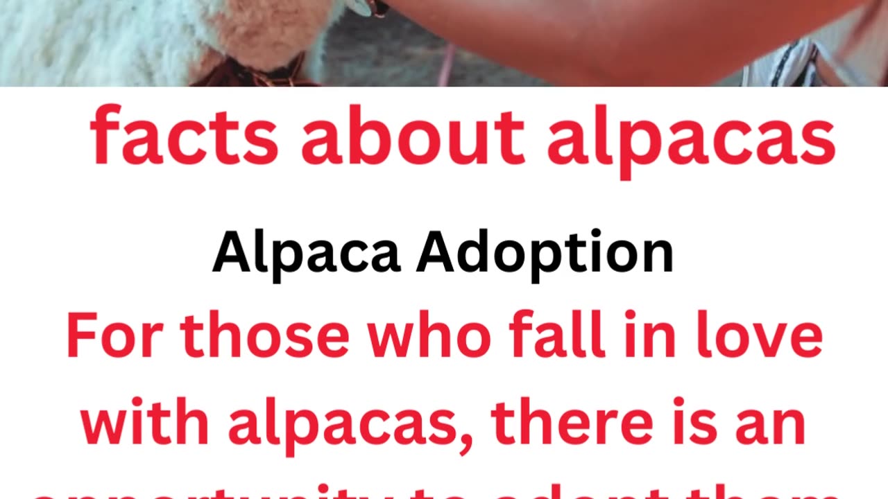 facts about alpacas...13/13