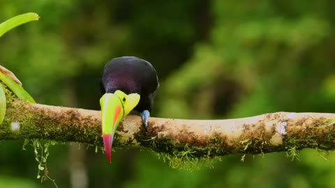 Keel-billed Toucan