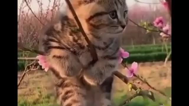 little baby cat dancing on branch of tree