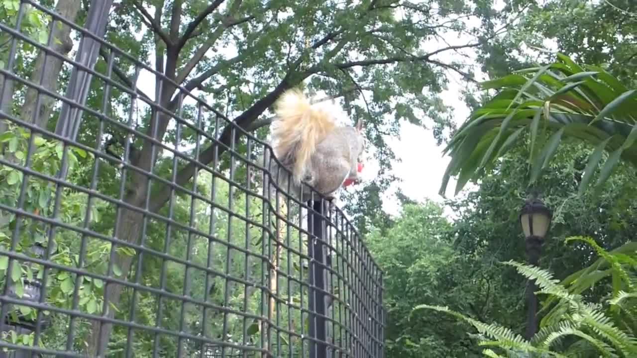 Adorable squirrel enjoys a watermelon