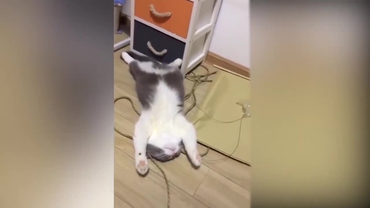 TIKTOK FUNNY CATS ANIMALS !