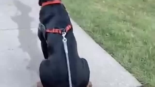 Rottweiler drop the leash challenge😂